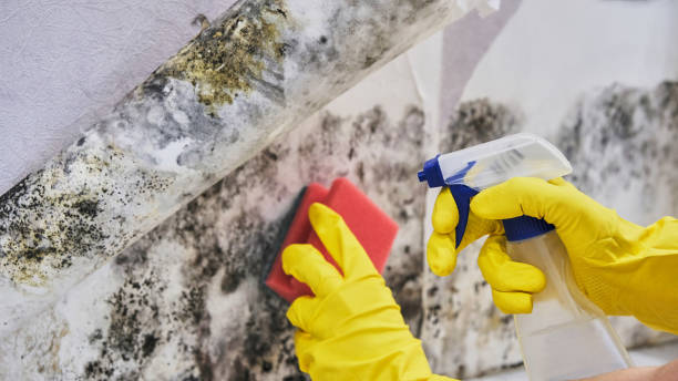 Best Insurance-Related Mold Remediation in Sedgwick, KS